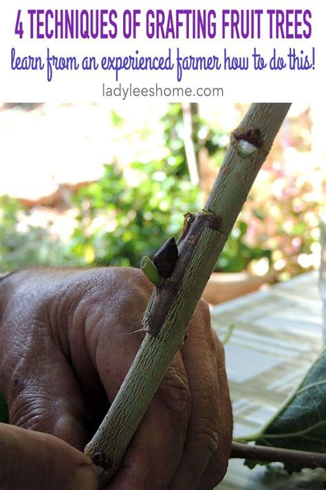Each year i usually have a few scions of different fruit trees stored in the fridge. 4 Techniques for Grafting Fruit Trees | Grafting fruit ...