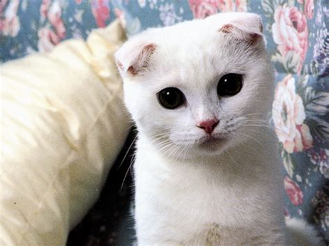 1920x1080px 1080p Free Download Scottish Folds Cute Funny Cat