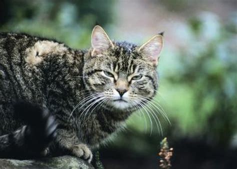 We did not find results for: Types of Tabby Cats - Pets
