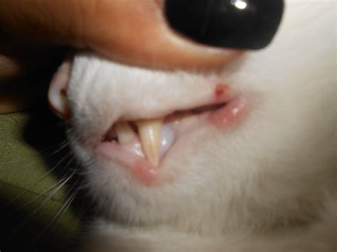 Cat Lip Sore Treatment Ima Oconner