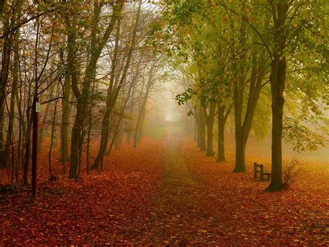 Misty Autumn Morning In The Forest By Supergold Redbubble