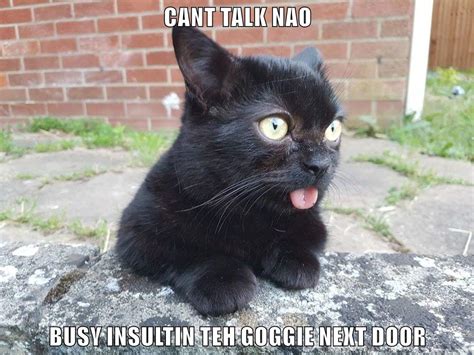 Cant Talk Nao Lolcats Lol Cat Memes Funny Cats Funny Cat