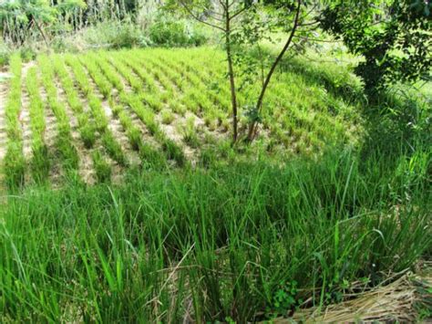 Vetiver Madagascar La Plantation Bemasoandro