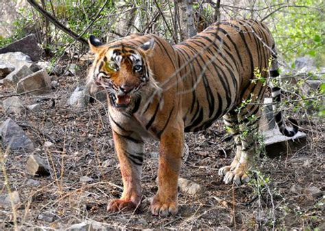 Wilderer Hacken Gps Daten Gefährdeter Tiger