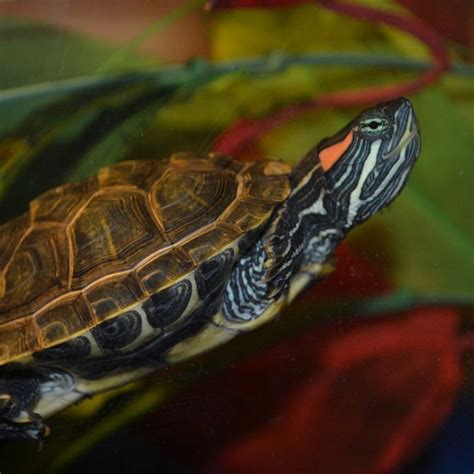 Care for a Red Eared Slider Turtle | Turtle