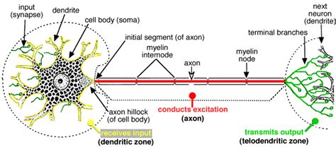 Neuron Structure And Classification Anatomy And Physiology