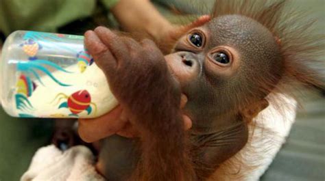 Baby Orangutan And Tiger