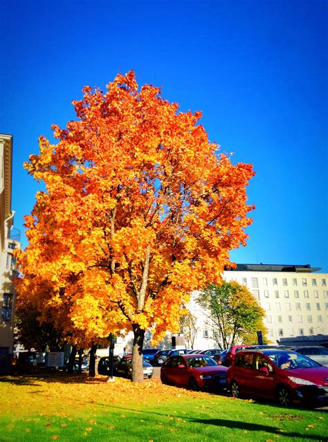 Autumn Day In Finland Wow Thats How You Do Foliage Right Foliage