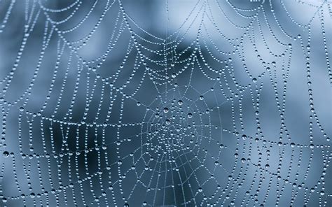 The Spider Net Hd 3d And Abstract Wallpapers For Mobile