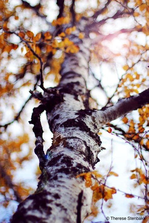 A Closeup Of An Autumn Birch Tree Unique Perspective Autumn