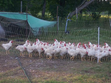 Organic poultry farm - daserlinks