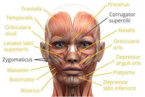 In the muscular system, muscle tissue is categorized into three distinct types: Addressing facial wrinkles holistically - Society ...