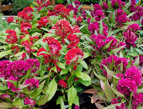 Cockscomb Guide How To Grow And Care For “celosia Cristata”