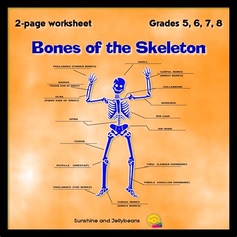 Bones Of The Skeleton Learn The Names Of Bones Grades 5 6 7 8 Science Classful