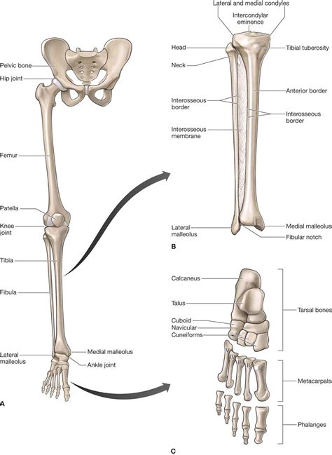 Lower Extremity Skeletal Anatomy
