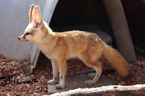 Should You Keep Fennec Fox Desert Fox As A Pet
