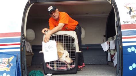 About chihuahua rescue of san diego county. San Diego Humane Society Drops Adoption Fees to Make Room ...