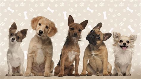 Planning for success when you discover a very large puppy litter is in your future. Where to Start When You've Decided You Want a Dog