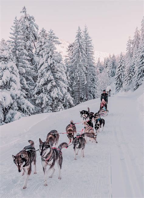 Snow Glamping Husky Sledding Switzerland Whitepod Hotel Huskies