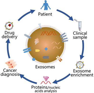 Exosomes Isolation Analysis And Applications In Cancer Detection And