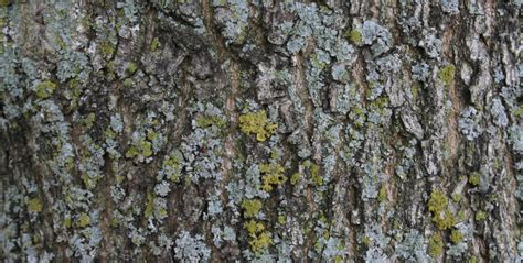 Ash Tree Bark