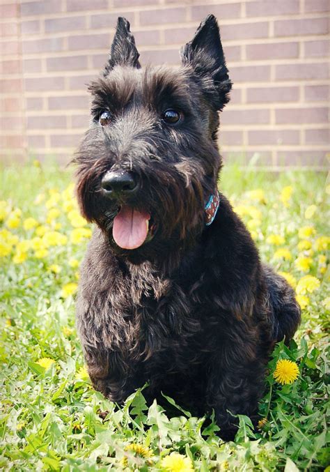 Meet Pinky A Petfinder Adoptable Scottish Terrier Scottie Dog