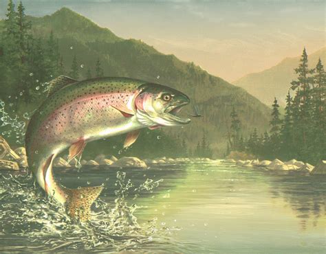 Free Download Fly Fishing Check Out That Rainbow Trout After The Fly