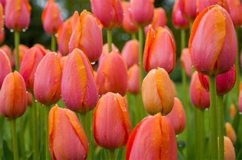 Dordogne Tulip Bulbs Always Wholesale Pricing Colorblends®