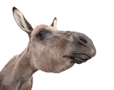 Top 60 Donkey Face Stock Photos Pictures And Images Istock
