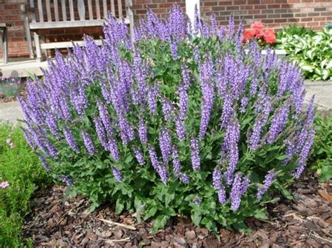 Though there are many more perennials than listed here, each of these plants is commonly used and most are usually available from plant nurseries. Blog of an Ancient Gardener: Deer Country 12: Summer ...