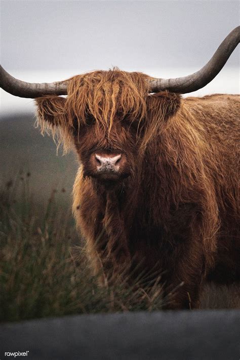 Closeup Of Hairy Scottish Highland Cattle Premium Image By Rawpixel