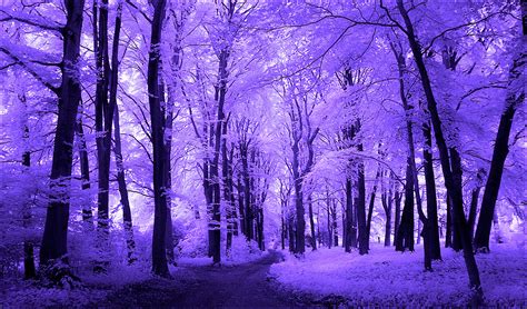 Purple Trees Infrared By Michilauke On Deviantart