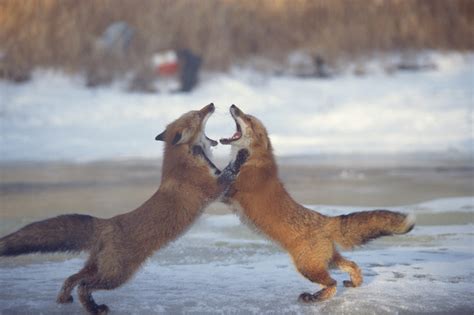 Red Foxes Fighting Upright Canada Free Photo Download Freeimages
