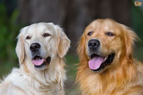 Basic & advanced training · breed specific training The pros and cons of taking on two unrelated adult dogs at ...