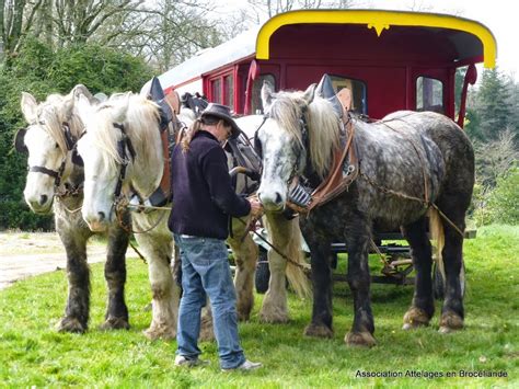 Des chevaux de trait en Foret de Brocéliande - Morbihan - Bretagne
