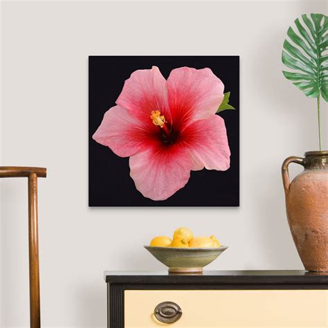 Single Hibiscus Flower Wall Art Canvas Prints Framed Prints Wall