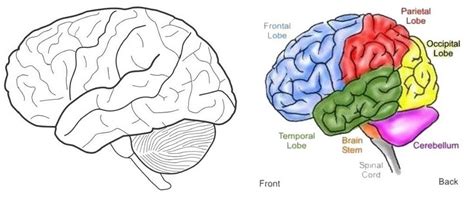 brain and the main parts of brain coloring sheets for kids | Coloring
