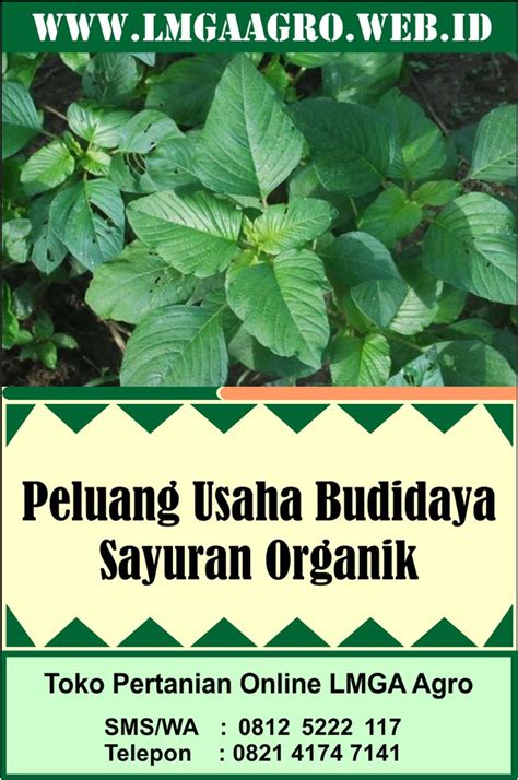 Peluang Usaha Budidaya Sayuran Organik Plant Leaves Plants Garden