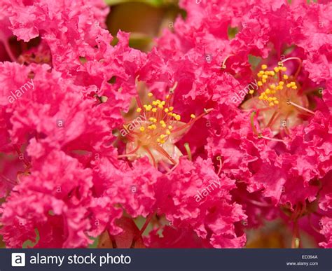 Lagerstroemia Indica Hi Res Stock Photography And Images Alamy