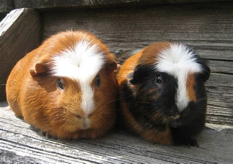 Pin On Lovely Guinea Pigs ♥
