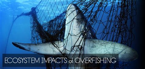 Ecosystems Impacts Of Overfishing Shark Research And Conservation