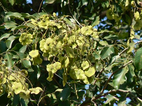 After james douglas died 1742 scottish anatomist. Bija (Marathi: बिजा) | Fabaceae (pea, or legume family ...