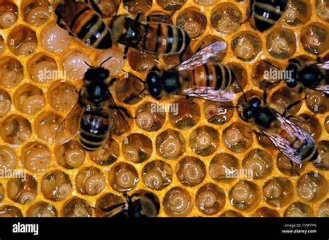 Honey Bee Larvae