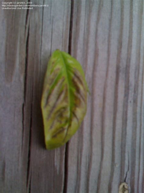 Touch the soil, poke your finger, or poke a dry stick into the soil. Beginner Gardening: Basil Leaves turning brown HELP, 1 by ...