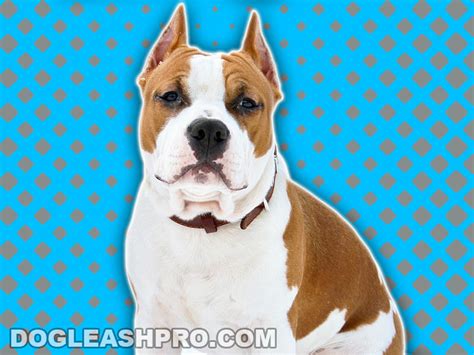Johnson American Bulldog Complete Guide Dog Leash Pro