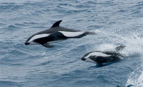 Hourglass Dolphins In The Drake Passage Dolphin Mammal Dolphins