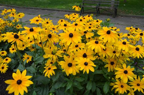 Fill Summer Flower Beds With Annual Rudbeckias What Grows There