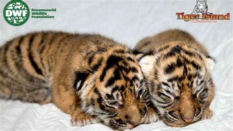 Tiger Islands Twin Cubs Make Their Public Debut Photo Sheknows
