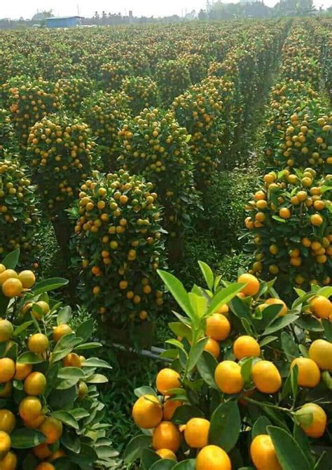 Orange Orchards Rpics