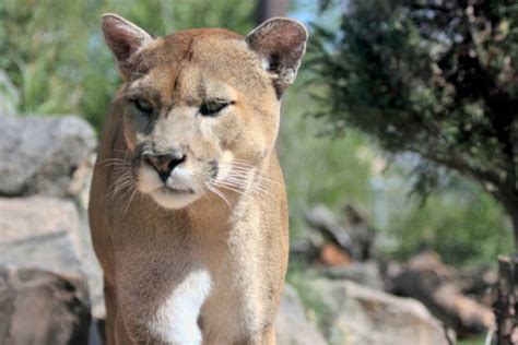Killer North Bend Cougar Showed No Signs Of Disease Snoqualmie Valley